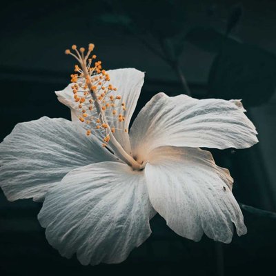 Shoeblackplant