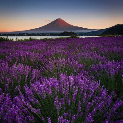 lavender and mount fuji