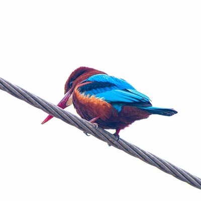 Kingfisher| Bird Photography