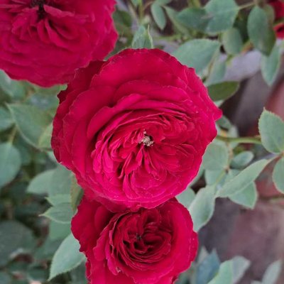 Rose 🌹 