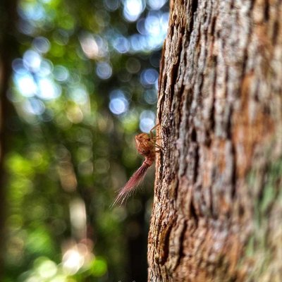 Plant Hopper Nymph
