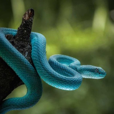 Viper Biru
