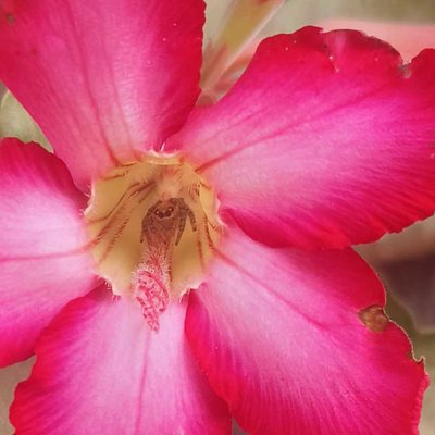 A cute little spider hiding inside a Desert Rose or Impala
