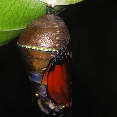pupa of plain tiger butterfly