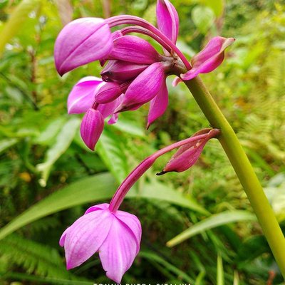 Bletilla Striata (Anggrek Tanah)