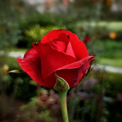 Bunga Mawar Merah