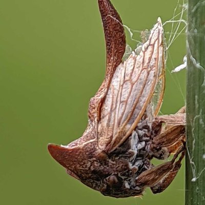 Horned Treehopper 