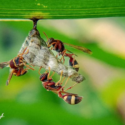 Polistes humilis
