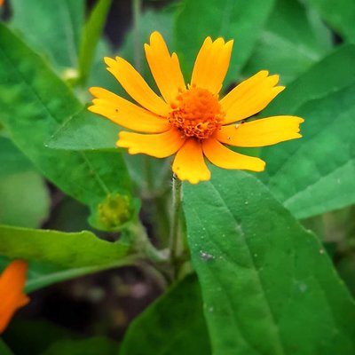 Bunga Butter Daisy Kuning