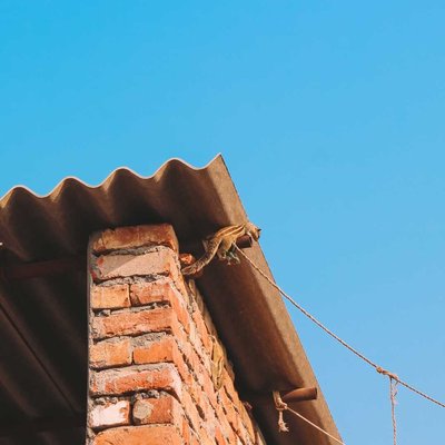 squirrel 🐿️