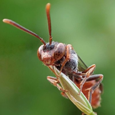 Nomada