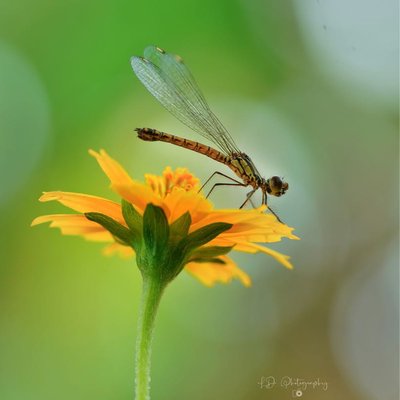 Capung / Dragonfly (Anisoptera)