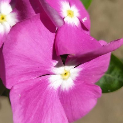 Flowers 💜