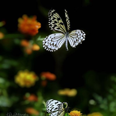 Rice Paper Butterfly (Idea leuconoe)