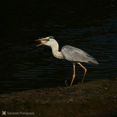 The Bird Series