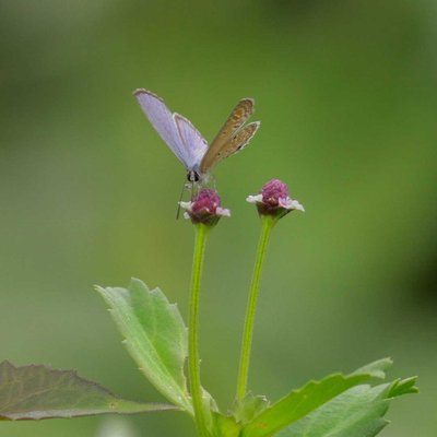 Macro World