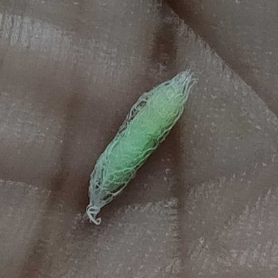 Unidentified Creature