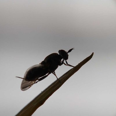 Soldier fly