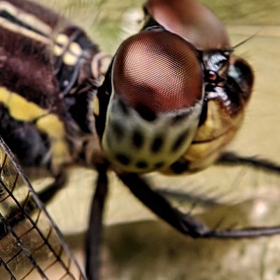 Capung ( Dragonfly) 