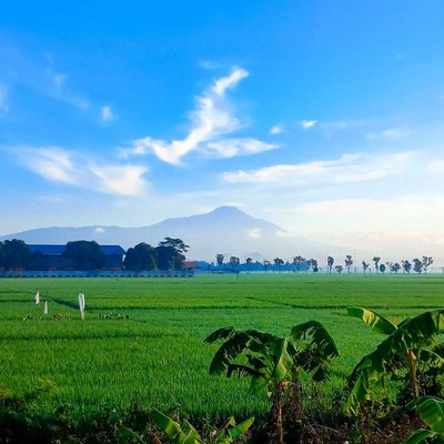 Sawah