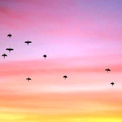 Birds in Sunset