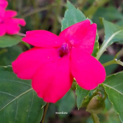 Macro Flora