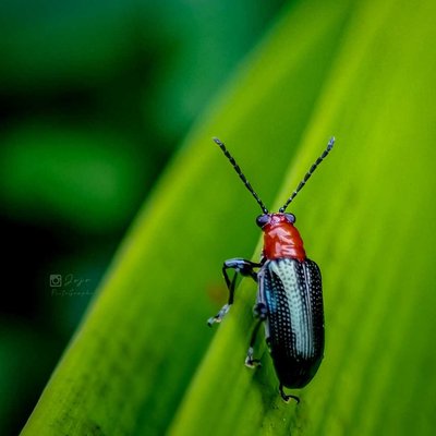 Cereal Leaf Beetle