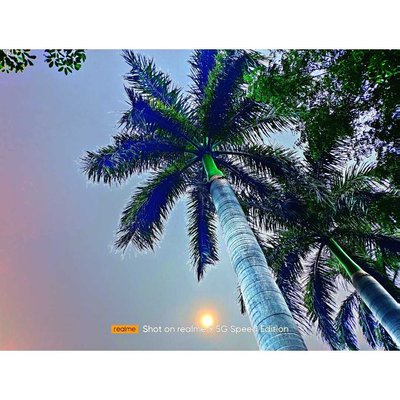 🌳☀️