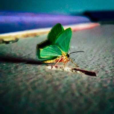 little butterfly 🦋