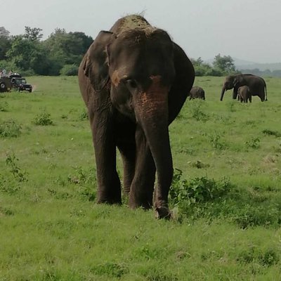 Elephant at Kaudulla National Park