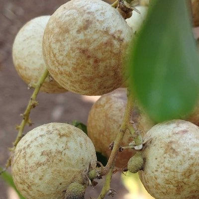 Kelengkeng