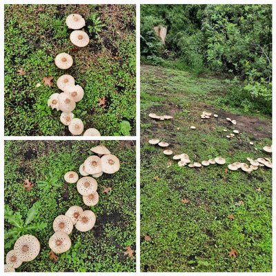 Hongos en el parque