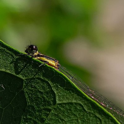 Damesfly