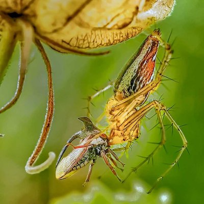 striped lynx spider killed a Treehopper 