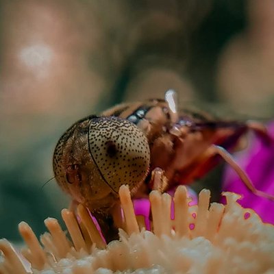 hoverfly