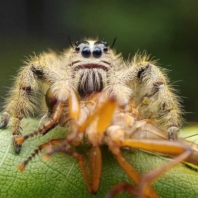 Hyllus