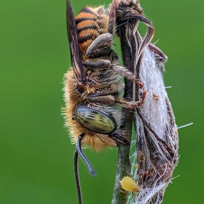 MEGACHILE