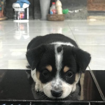 Milo