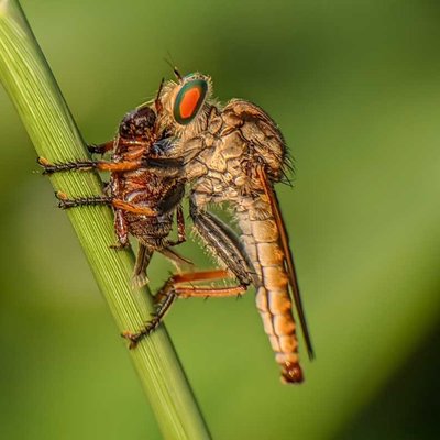 Asilidae atau "lalat perampok"