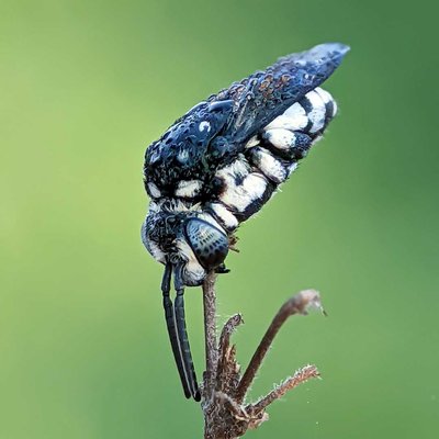 cuckoo bees after rain 
