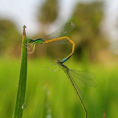 Mating of Damselfly