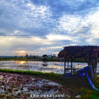 Persiapan menanam padi