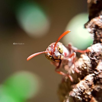 wasp