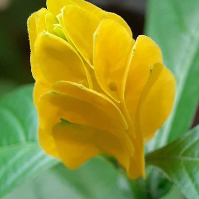 Pachystachys lutea