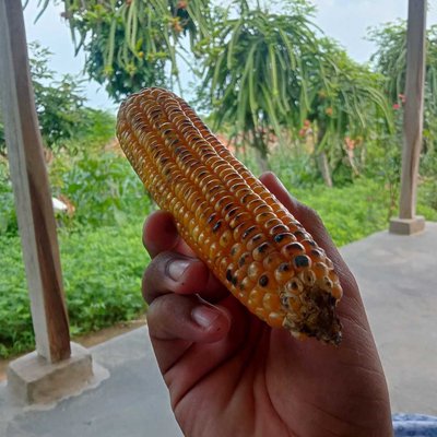 BUAH NAGA