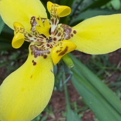Orchid