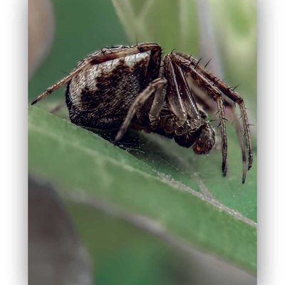 ARANEIDAE