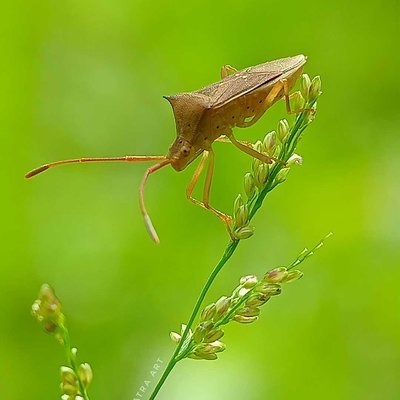 Heteroptera 