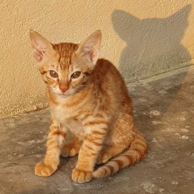 cat 🐈📸