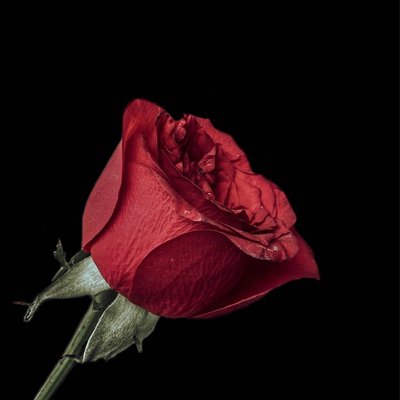 Gorgeous rose🌹🌹